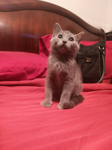 Pet Store «Animal Instincts Aquarium and Pet Center», reviews and photos, 811 Plymouth Ave, Fall River, MA 02721, USA