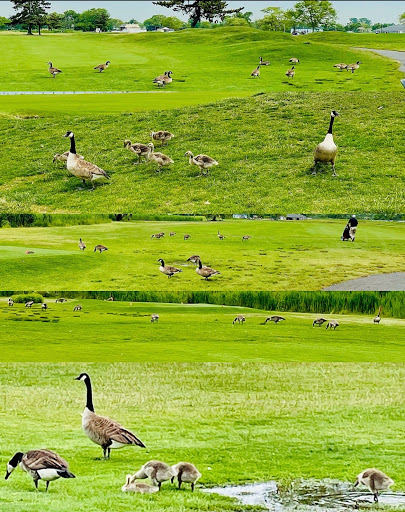 Golf Club «The Golf Club at Middle Bay», reviews and photos, 3600 Skillman Ave, Oceanside, NY 11572, USA