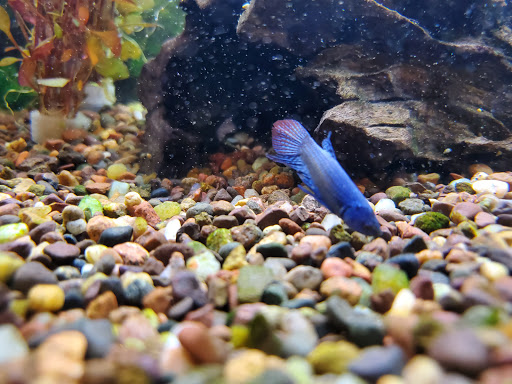 Tropical Fish Store «Aquatic Dog», reviews and photos, 7429 E Iliff Ave, Denver, CO 80231, USA