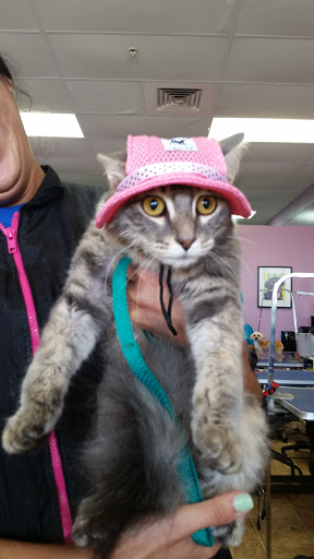 Pet Groomer «Furry Tails Pet Grooming», reviews and photos, 865 Cypress Pkwy, Poinciana, FL 34759, USA