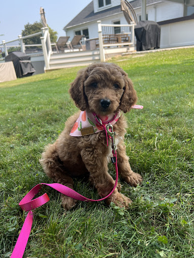 Sulpher Creek Kennels