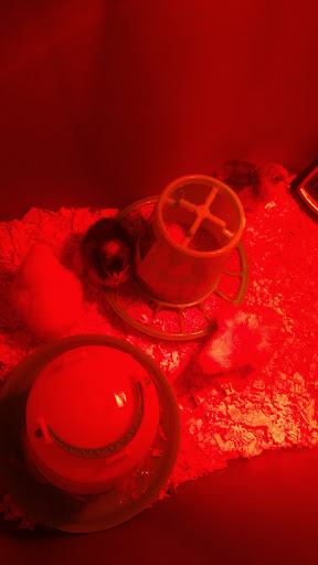 Auto Body Shop «TMC Auto Body», reviews and photos, 410 Garfield St, Carlisle, IA 50047, USA