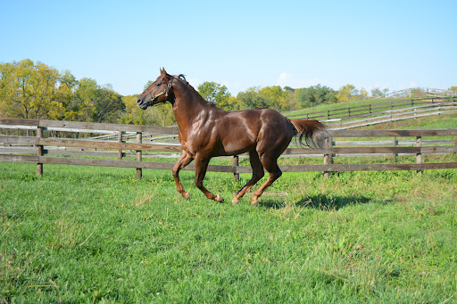 Abraham's Equine Clinic image