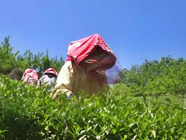 波雷克堤咖啡/咖啡豆販售/茶葉販售/冷泡茶/咖啡/蜂蜜/黑豆/自家焙煎珈琲店