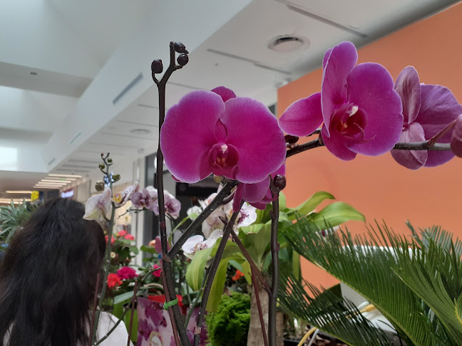 Orquídeas Ambato Ceibos