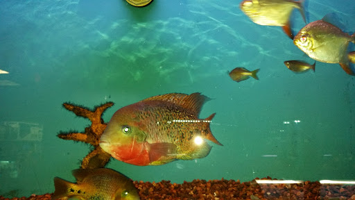 Hardware Store «Harbor Freight Tools», reviews and photos, 2856 Dekalb Pike, Norristown, PA 19401, USA