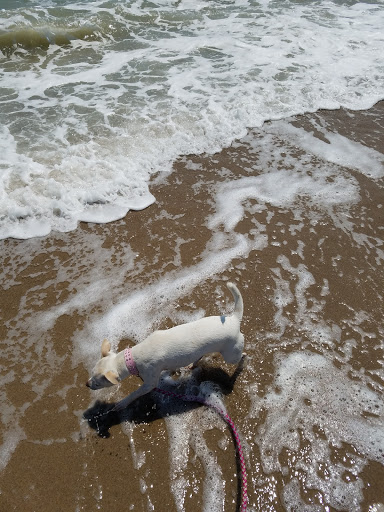 Gift Shop «North Beach Gift Shop», reviews and photos, 2901 Surfside Blvd, Corpus Christi, TX 78402, USA