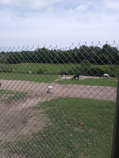 Zoo «Dutch Creek Farm Animal Park», reviews and photos, 6255 N 1000 W, Shipshewana, IN 46565, USA