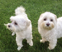 the.petsitter - Photo 9 - Car repair in Marion, IA, Cedar Rapids