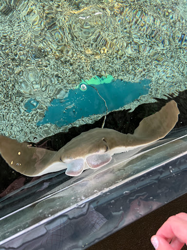 Aquarium «South Carolina Aquarium», reviews and photos, 100 Aquarium Wharf, Charleston, SC 29401, USA