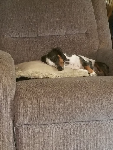 Pet Supply Store «Petco Animal Supplies», reviews and photos, 3454 Palmer Dr #7a, Cameron Park, CA 95682, USA