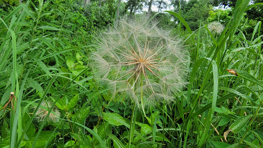 Nature Preserve «Bluff Spring Fen», reviews and photos, Spring Grove Ave, Elgin, IL 60120, USA