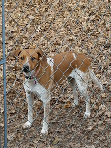 Thrift Store «West Plains Regional Animal Shelter», reviews and photos, 1438 State Rte BB, West Plains, MO 65775, USA