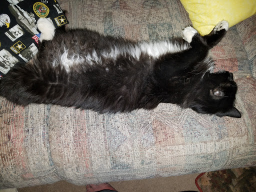 Kokopelli Animal Hospital: Lastine Carmen L DVM image