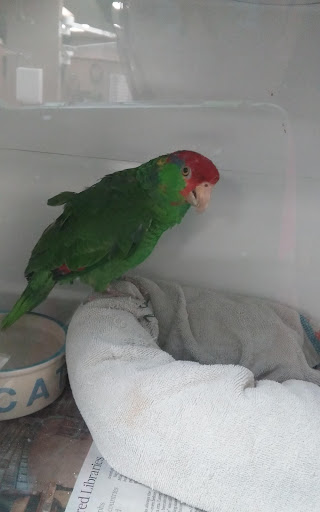 Animal Medical Center of Corona image