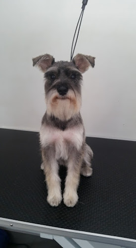 Decadent Dogs | Dog Grooming - Southampton
