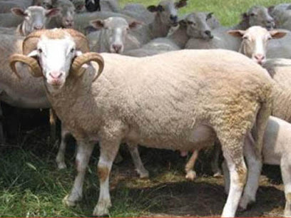 Adaklık Koyun-Başkent Hayvancılık