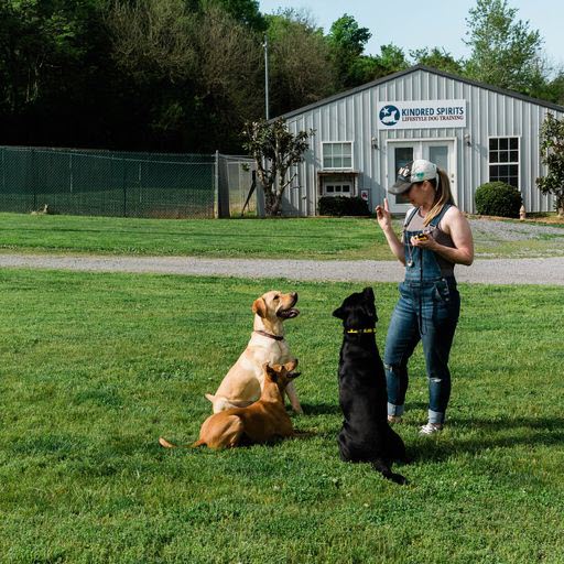 Kindred Spirits Dog Training