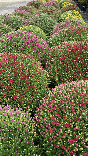 Garden Center «Nalls Produce», reviews and photos, 7310 Beulah St, Alexandria, VA 22315, USA