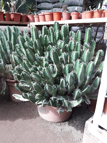 Vivero Vida Verde - Centro de jardinería