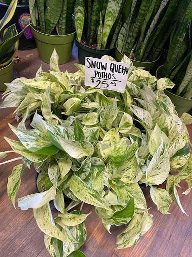 Florist «Plant Safari», reviews and photos, 653 N Central Ave, Upland, CA 91786, USA