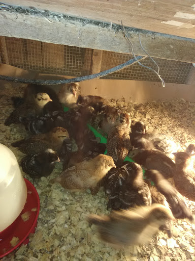 Boutwell Feed & Seed Store