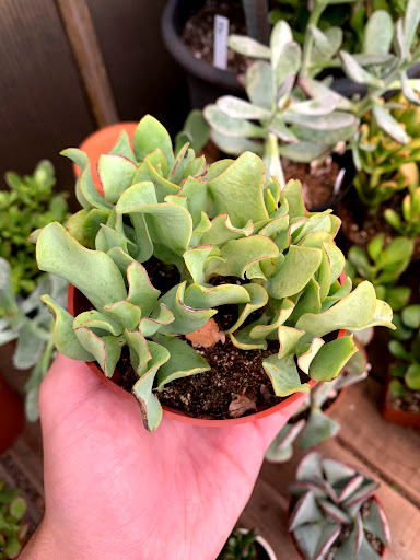 Plant Nursery «Sturtz & Copeland Florist & Greenhouses», reviews and photos, 2851 Valmont Rd, Boulder, CO 80301, USA