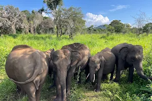 Hurulu Eco Park - Wild Elephant Safari image