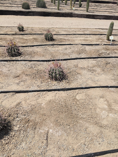 Classy Cactus Nursery