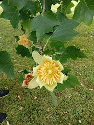 Photo n°8 de chez marie friterie ch'ti à Martel ()