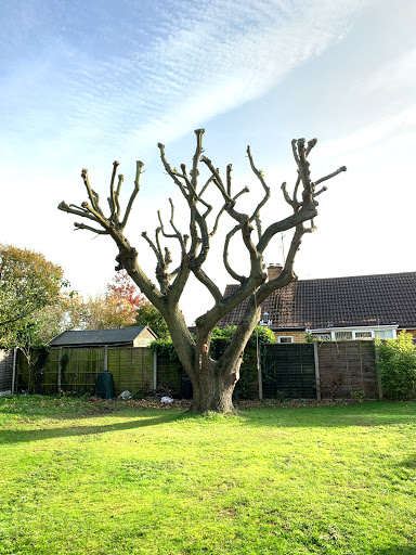 Tree pruning Colchester
