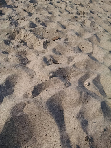 National Park «West Beach - Indiana Dunes National Lakeshore», reviews and photos, Long Lake Trail Loop, Gary, IN 46403, USA