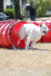 Canterbury Canine Agility Training Society
