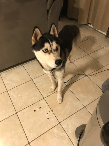 Pet Supply Store «Friends Fur-Ever Pet Food & Supplies», reviews and photos, 20813 Valley Blvd, Walnut, CA 91789, USA