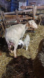 Photo n°1 de Jouffrey Yves à Mazet-Saint-Voy ()