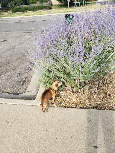 Park «Cherry Park Pavilion», reviews and photos, 11500 Birch Dr, Thornton, CO 80233, USA