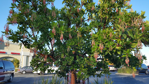 Supermarket «Lucky», reviews and photos, 45 Murchison Dr, Millbrae, CA 94030, USA