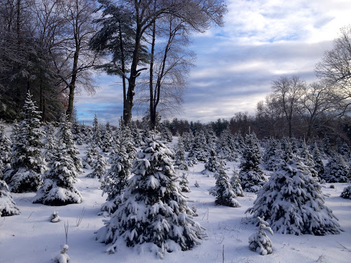 Sleighbell Christmas Tree Farm & Gift Barn