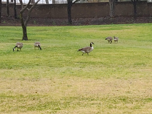 Park «Riverdale Park Picnic Shelter», reviews and photos, 4545 East Riverdale Ave, Anaheim, CA 92807, USA