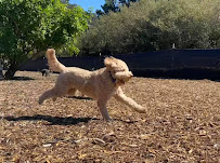 Bark To Basics - Photo 3 - Car repair in San Francisco, CA, Daly City