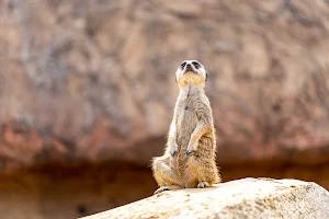 Les Suricates image