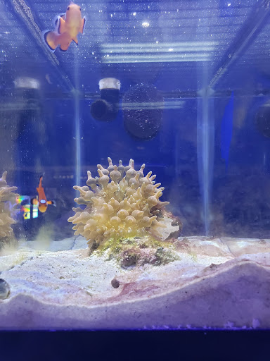 Tropical Fish Store «Life Aquatic», reviews and photos, 9 South Ave, New Canaan, CT 06840, USA