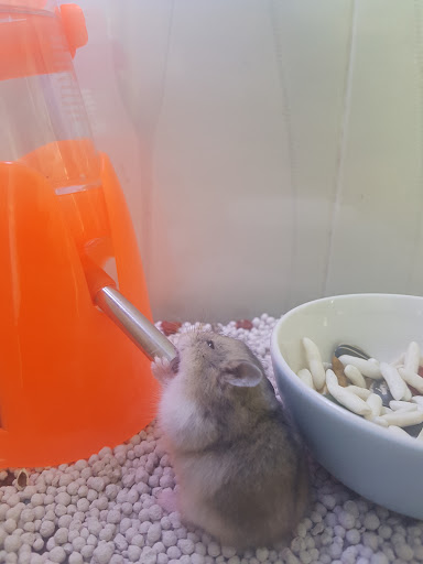 Top 20 cửa hàng pet Huyện Lương Sơn Hòa Bình 2022