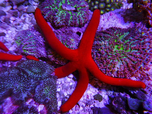 Tropical Fish Store «The Saltwater Junkies», reviews and photos, 9299 W Olive Ave #803, Peoria, AZ 85345, USA