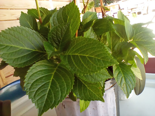 Day Care Center «Audrey Johnson Day Care Center», reviews and photos, 272 Moffat St, Brooklyn, NY 11207, USA