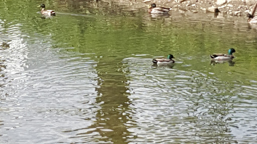 Ice Skating Rink «The Edge Ice Arena», reviews and photos, 735 E Jefferson St, Bensenville, IL 60106, USA