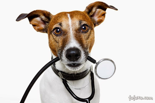 Logo da empresa - Spasso Pet