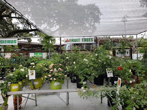 Plant shops in Austin