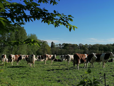 La Ferme Lait Gaillardises à Maen Roch