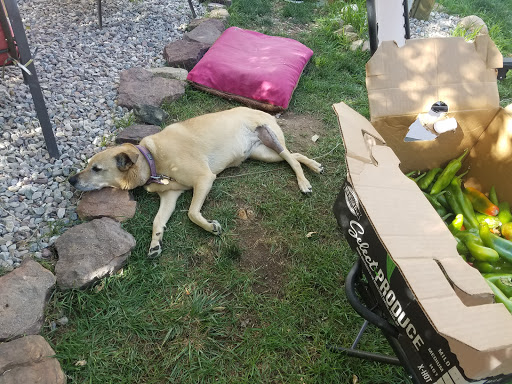 G Bar G Veterinary Services LLC image